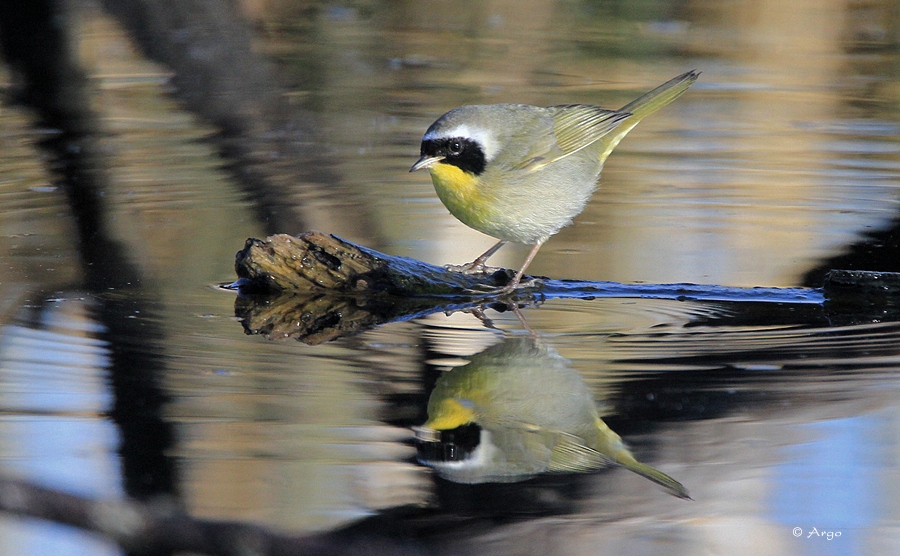 Common Yellow-throated Warbler