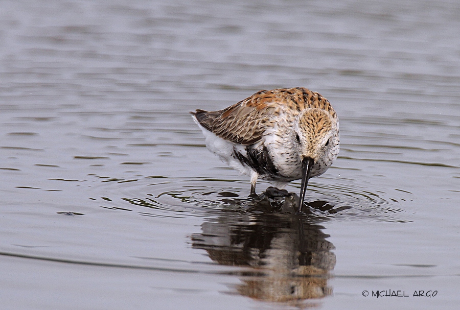 Dunlin