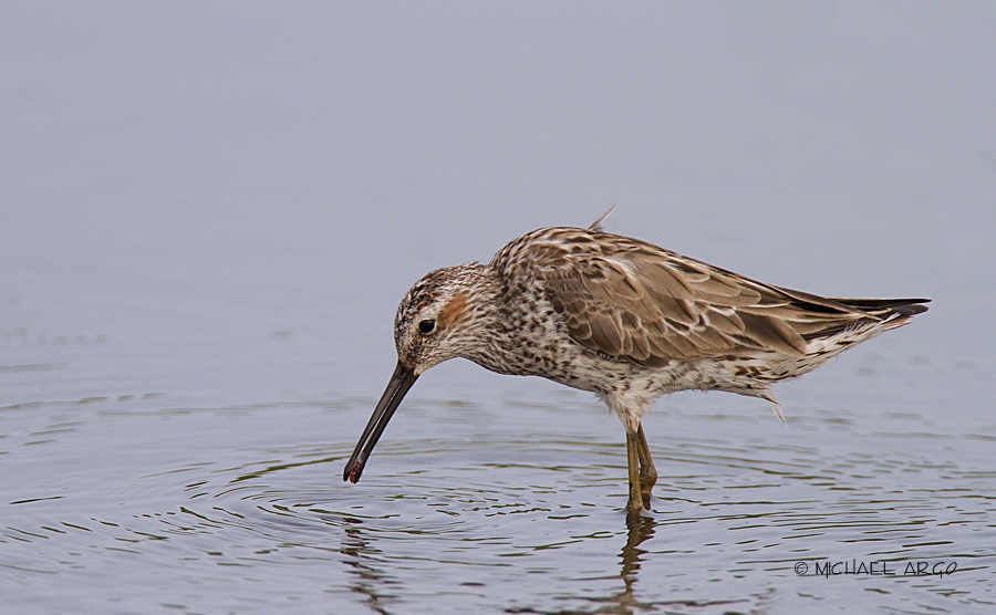 Stilt Sandpiper