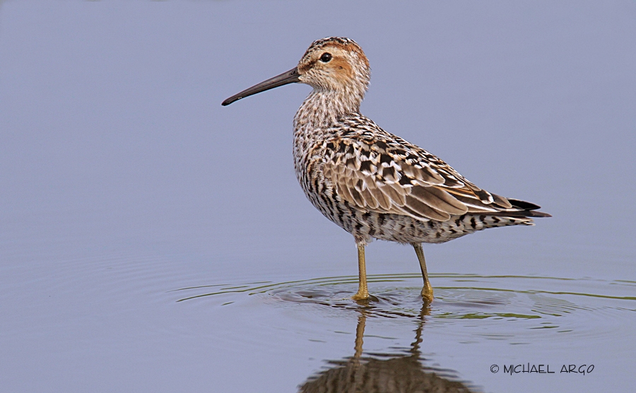 Stilt Sandpiper