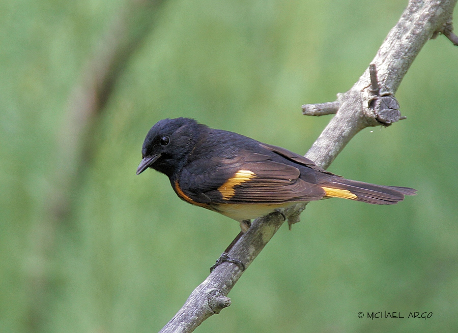 American Redstart