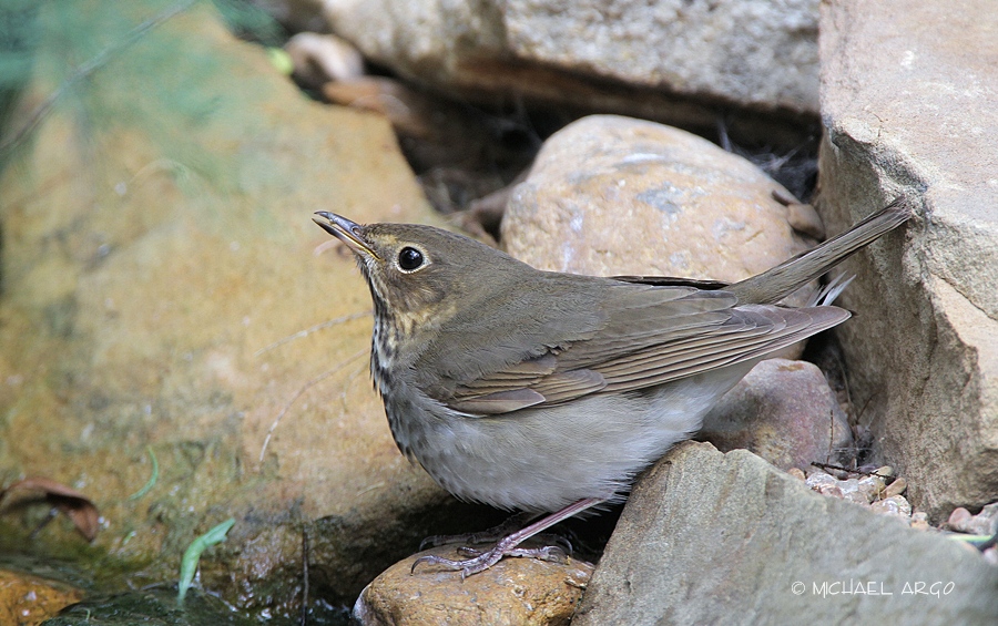Swainsons Thrush