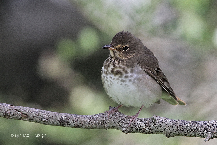 Swainsons Thrush