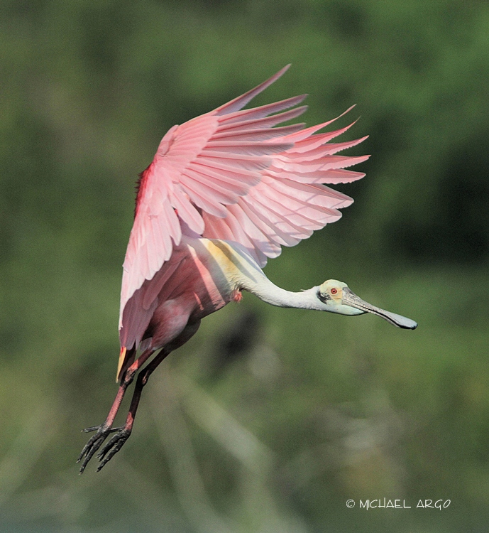 Roseate Spoonbill