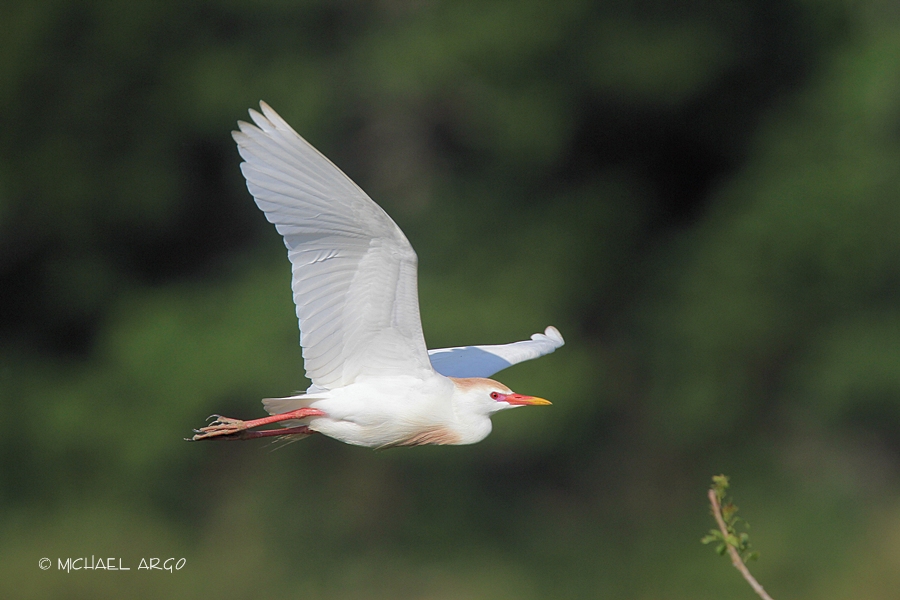 Cattle Egret