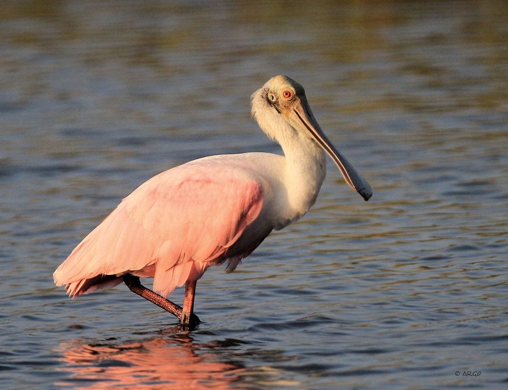 Roseate Spoonbill