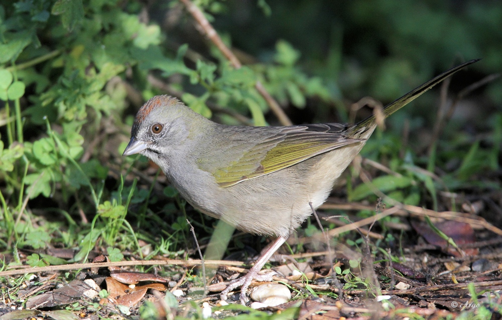 Green-tailed Towhee