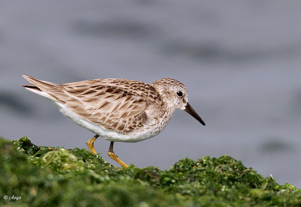 Least Sandpiper