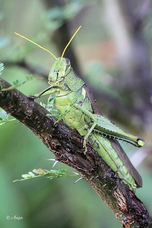 Grasshopper