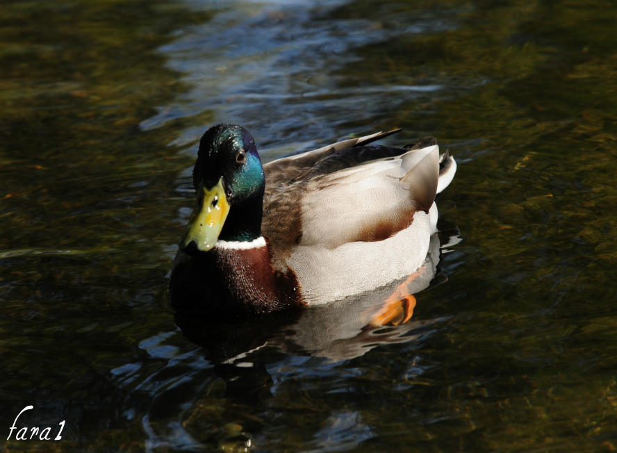 DSC_3632.c.jpg