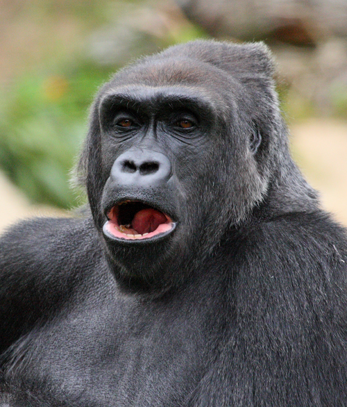 Gorilla3 email.jpg