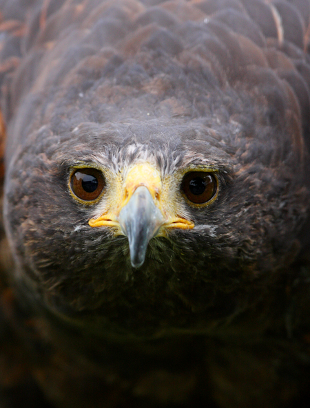 Red Tail Hawk email.jpg