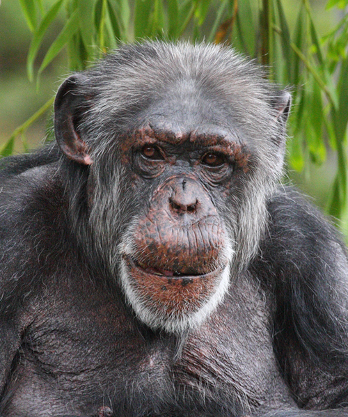 Chimp1 email.jpg