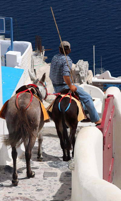 Oia donkeys email.jpg