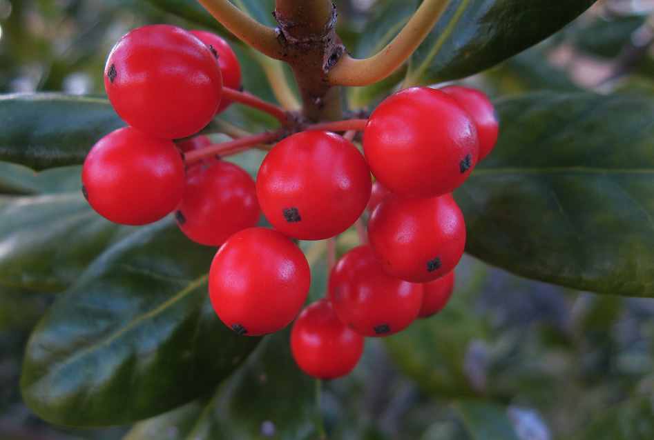 Little red berries