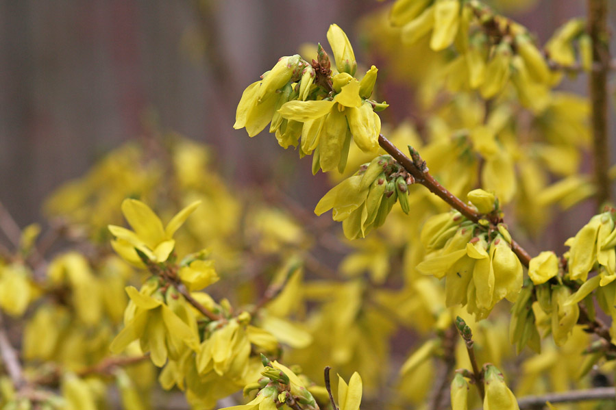 IMG_9184 Forsythia up close ...