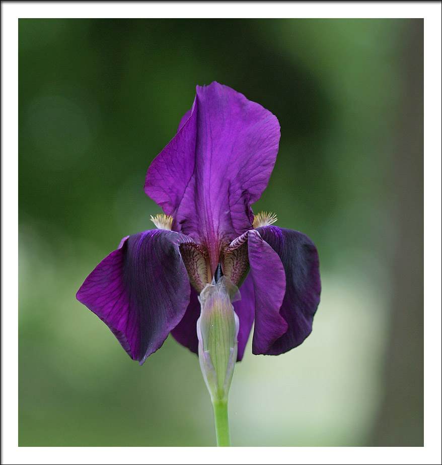 IMG_9644 Siberian Iris