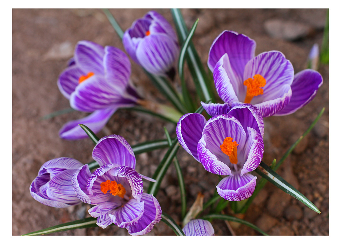 IMG_4392 Crocuses
