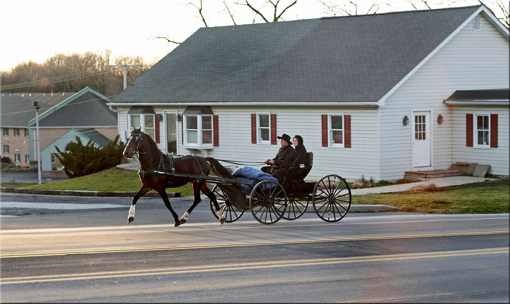 IMG_6712 Horse and buggy