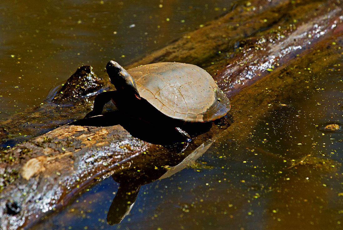 CR2_4501 Turtle