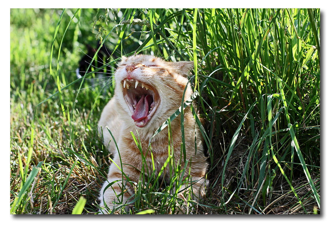 IMG_4915 Roar