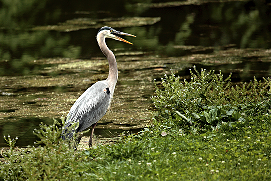 Blue Heron s 6-10-2009 8 .jpg