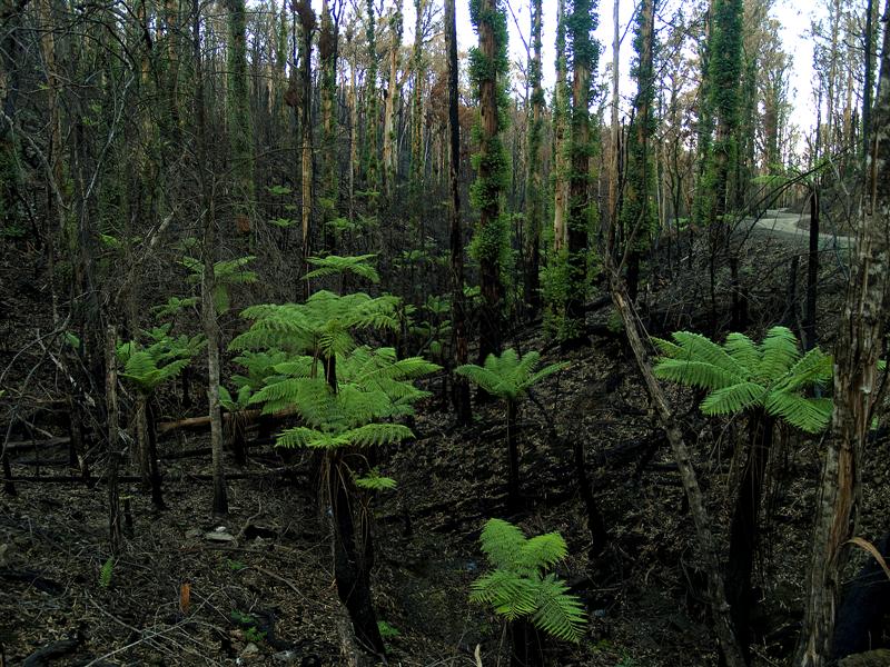 Kinglake and District - June 6th 2009