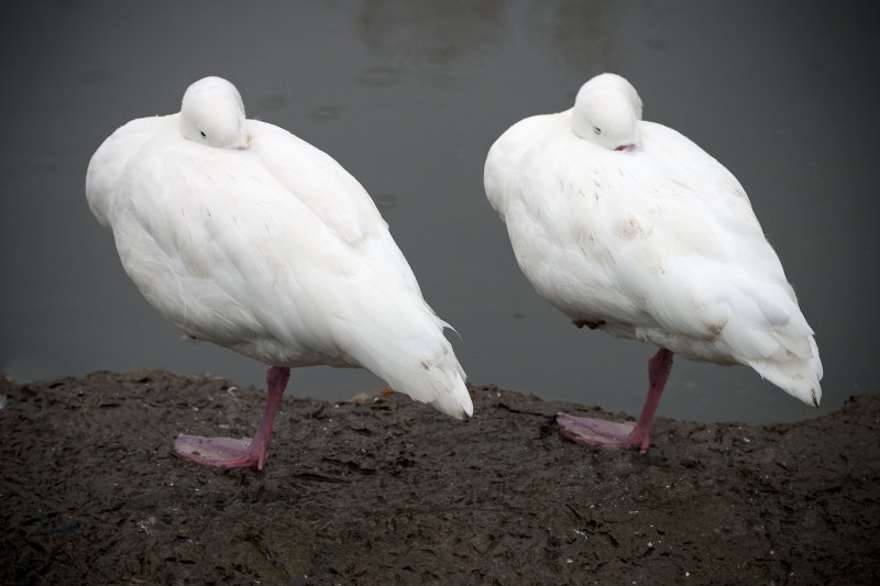 Twins