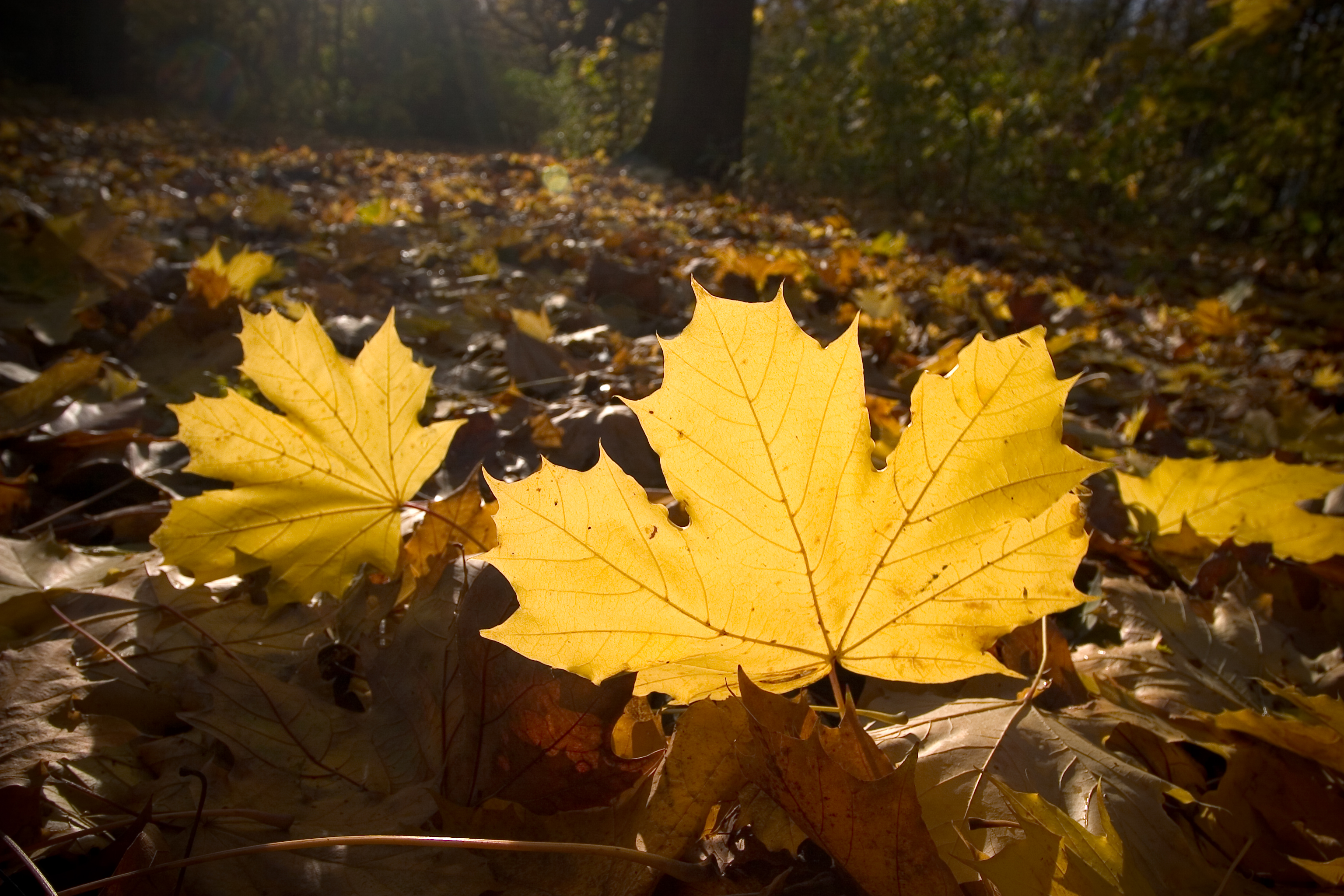 Gold leaf