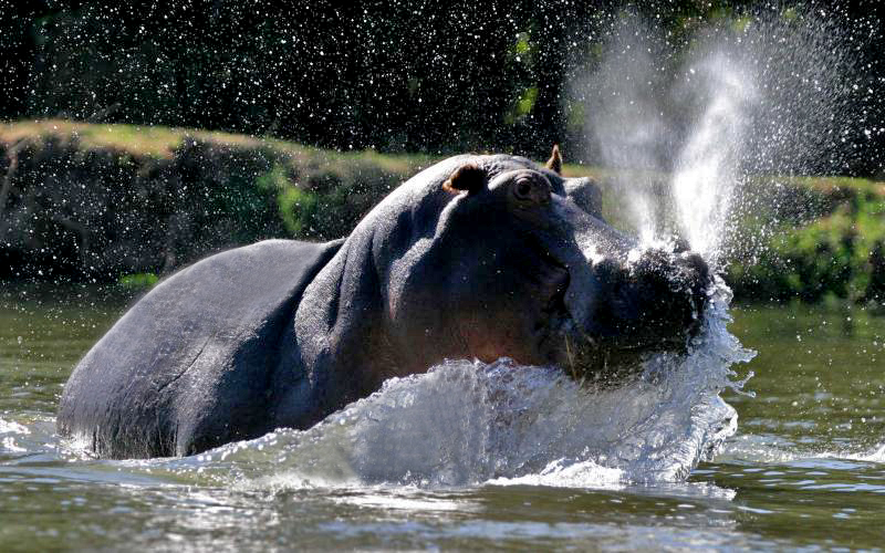 Lower Zambezi - Angry Hippo.. We were in a Canoe !