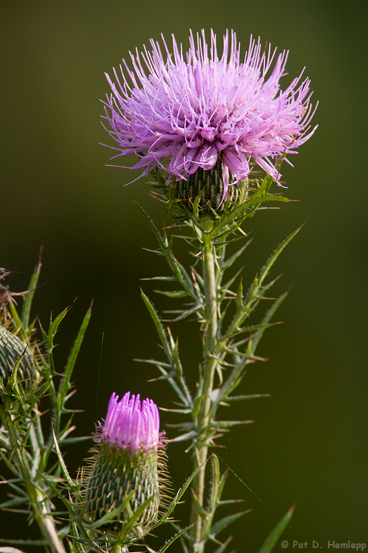 Thistle in bloom