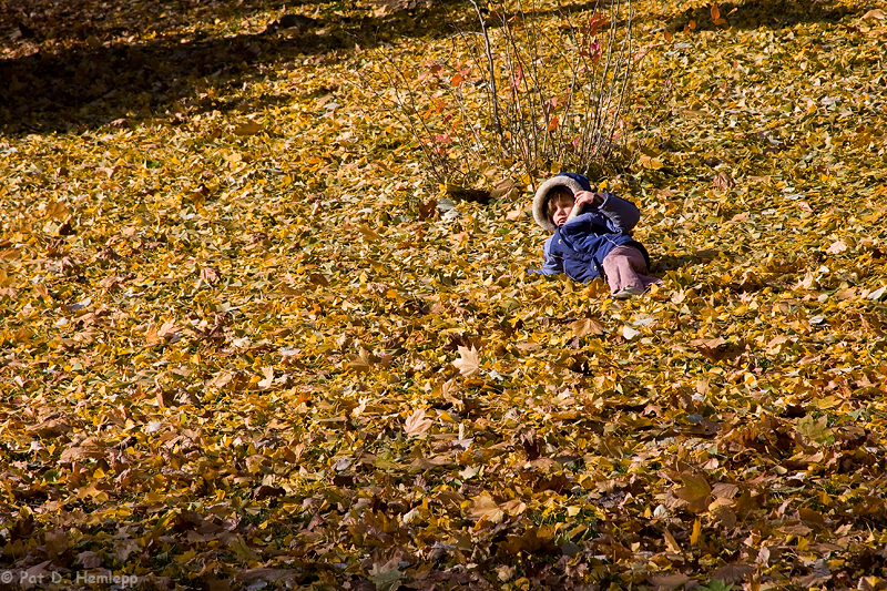 Rolling in leaves