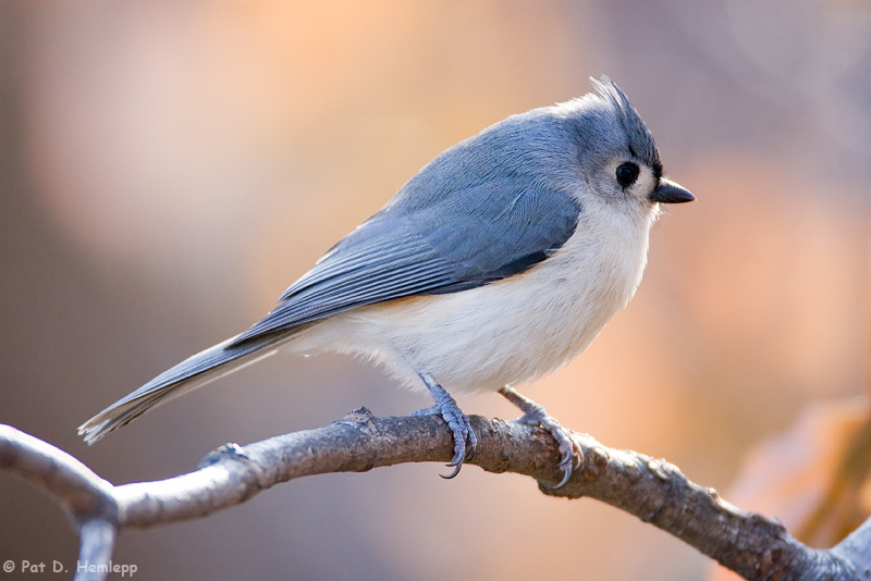 Titmouse in fall