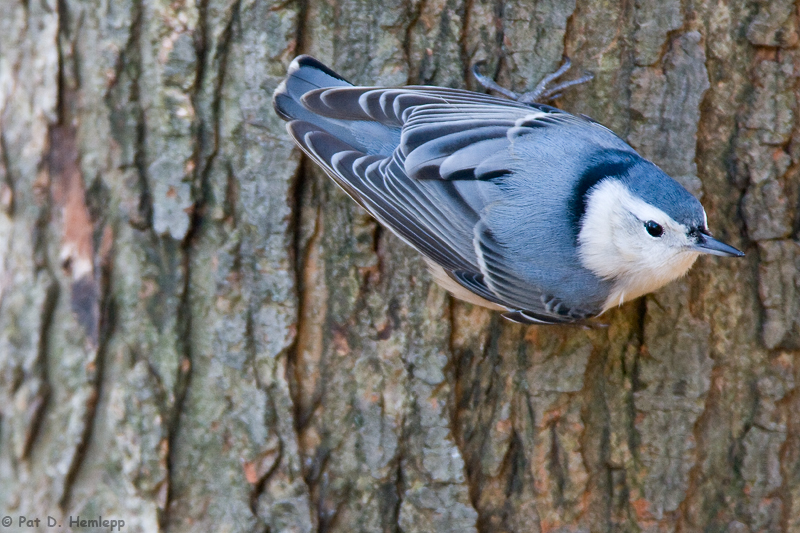 Female Nuthatch