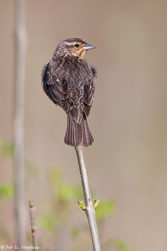 On a stick