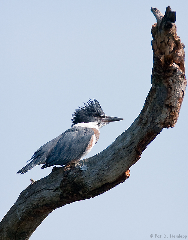 Above the pond