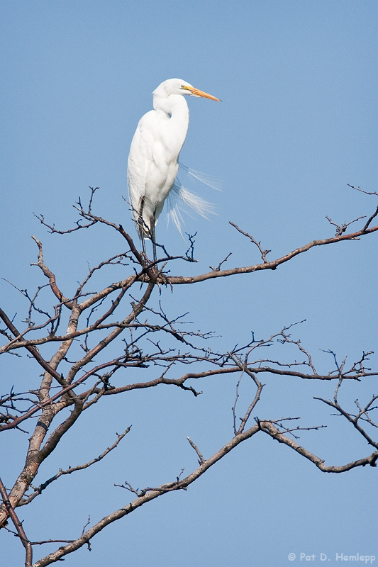 In the tree top