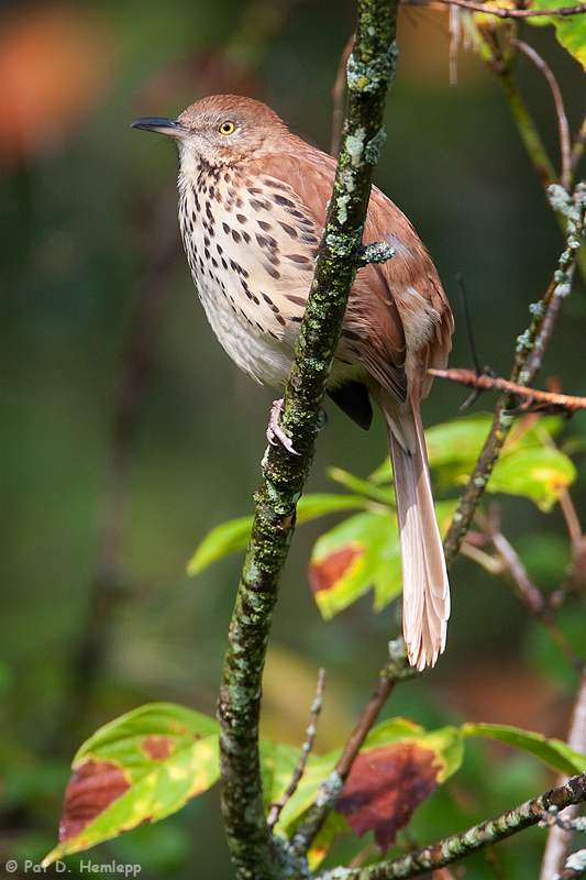 Ruffling Thrasher