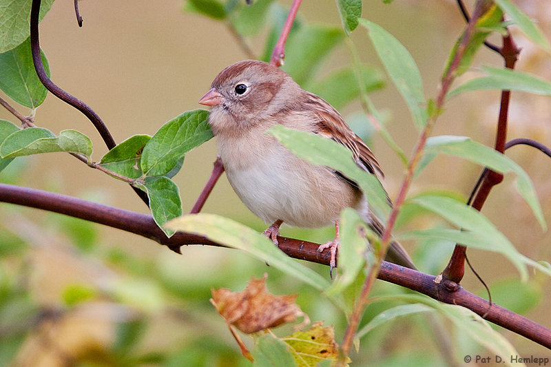 With the leaves