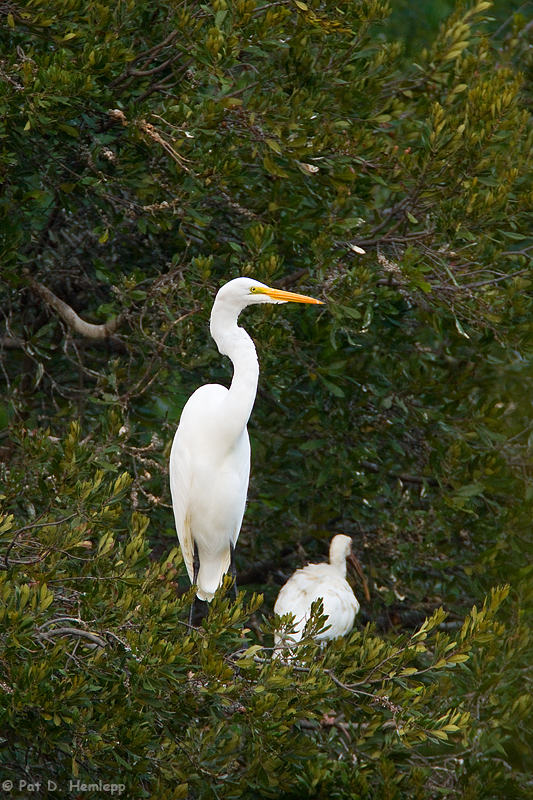 Perched Egret