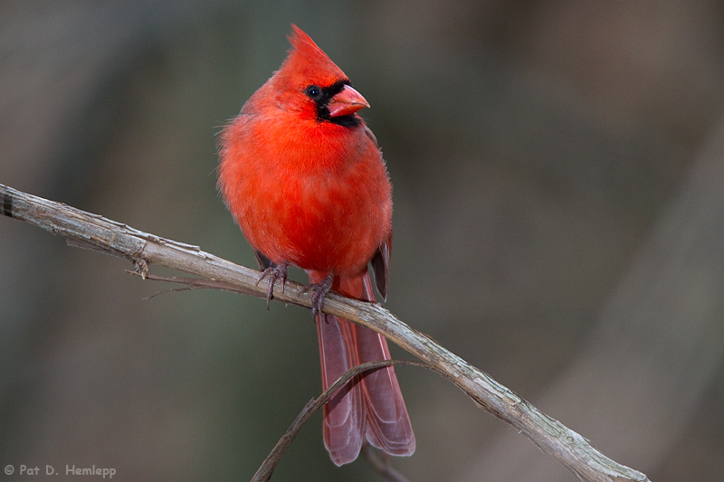 Lone Cardinal