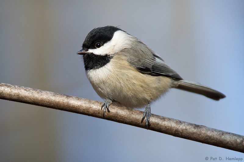 Solo Chickadee