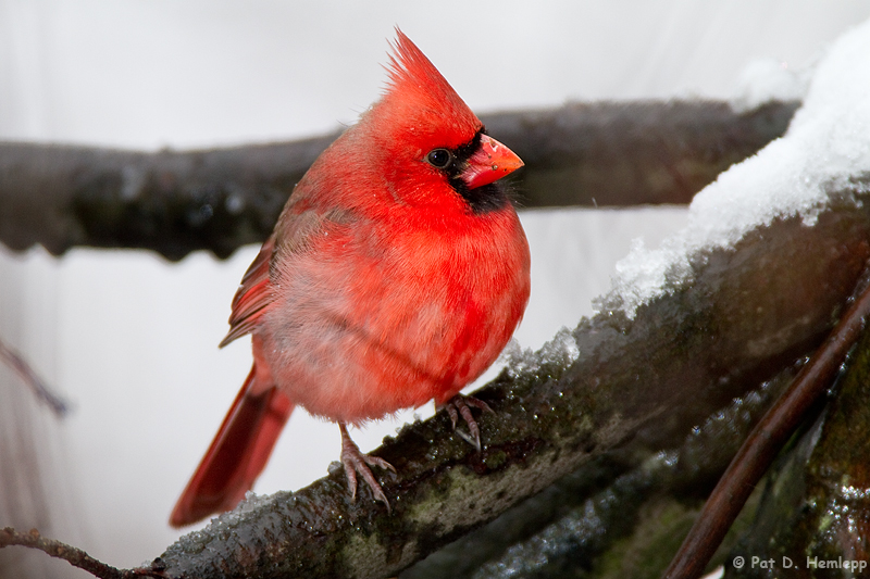 Winter Cardinal