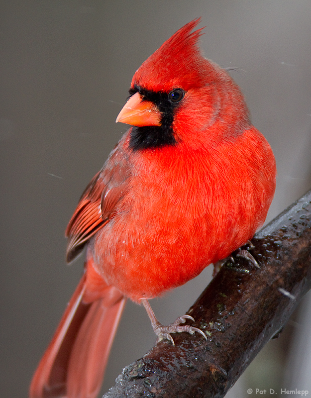 Icy perch