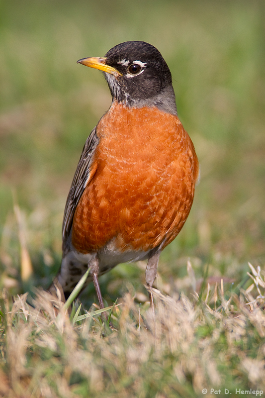 Robin in the grass