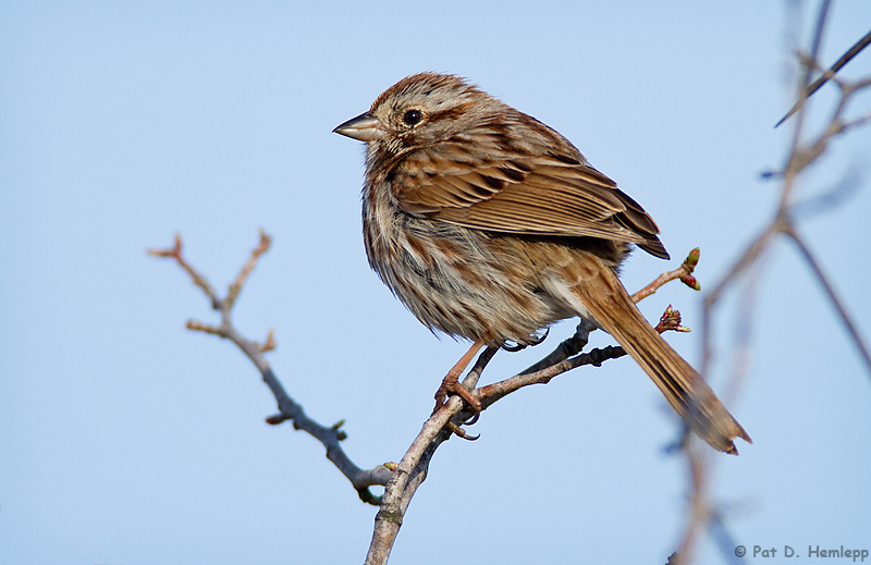 Treetop perch
