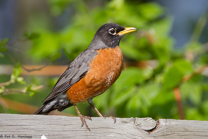 Robin on a fence