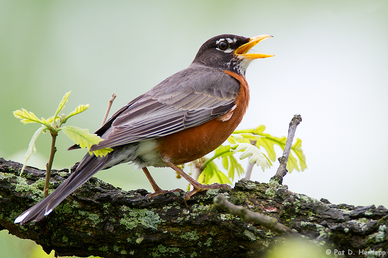 Singing Robin