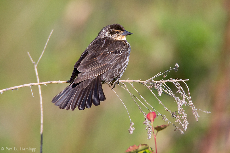 Small perch