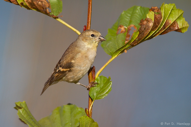 Goldfinch and leaves